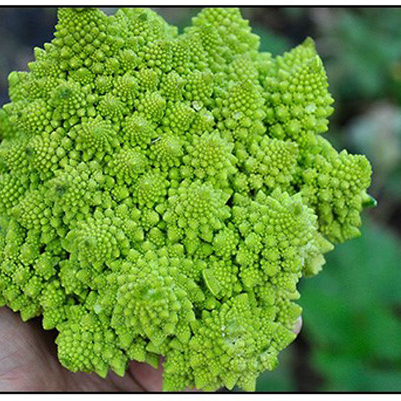 Romanesco Broccoli 2018 Vegetable Seeds