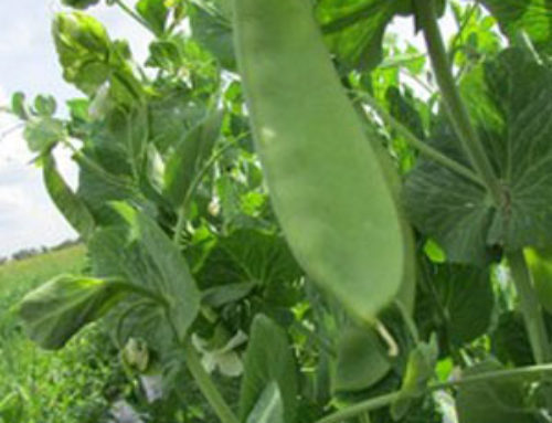 Pea Growing